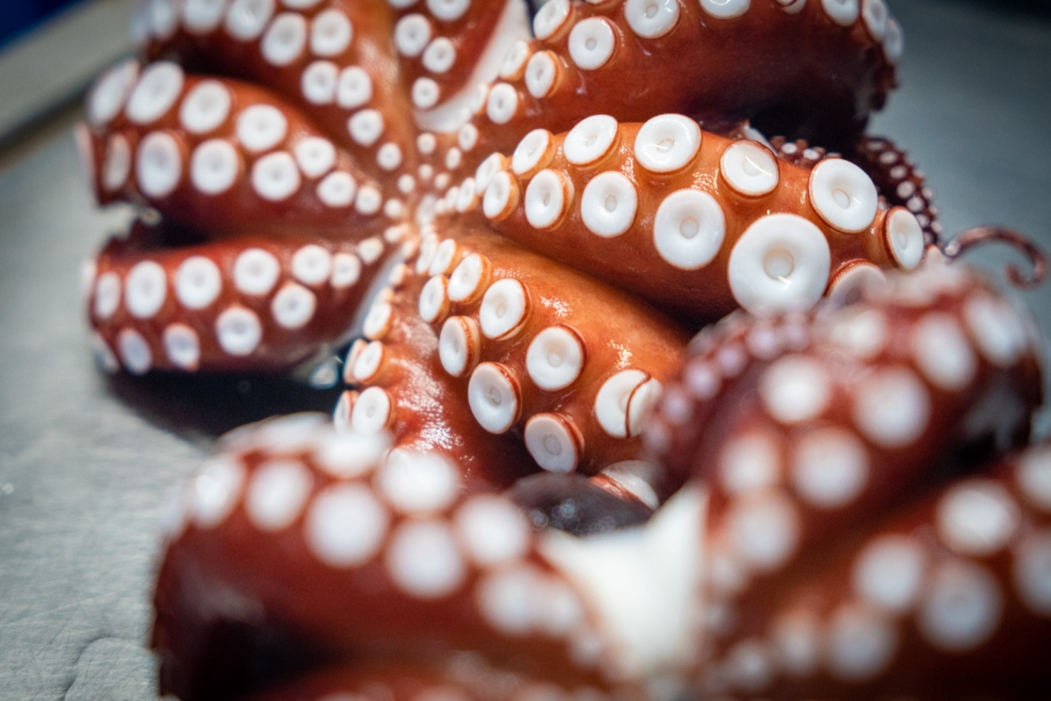 1600x1000 Ea1e9d427fb5664c32c517a73e421e58 a28a9046cb769efe985fe277fdf04 Jpg