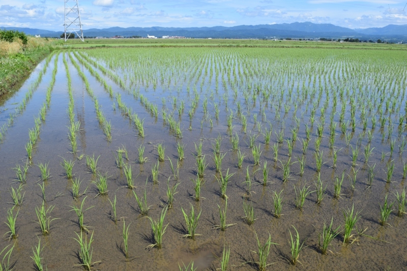 田植え後の田んぼ