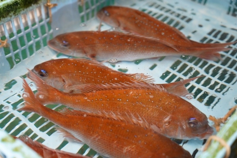 水槽の鯛