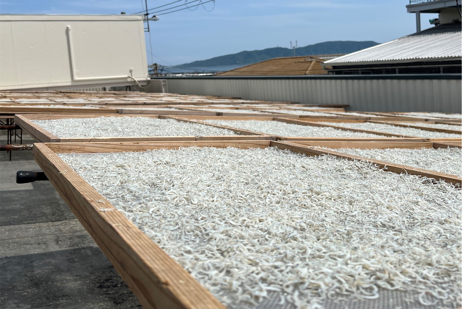 天日干しされているちりめんの風景