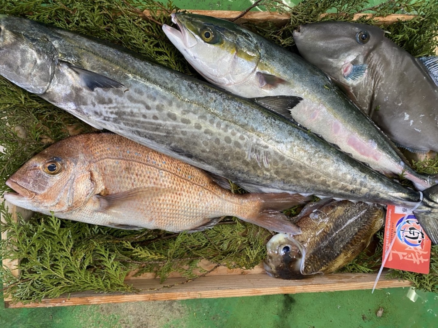 箱に入った魚5匹のアップ