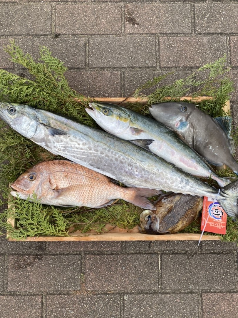 箱に入った魚5匹の横画像