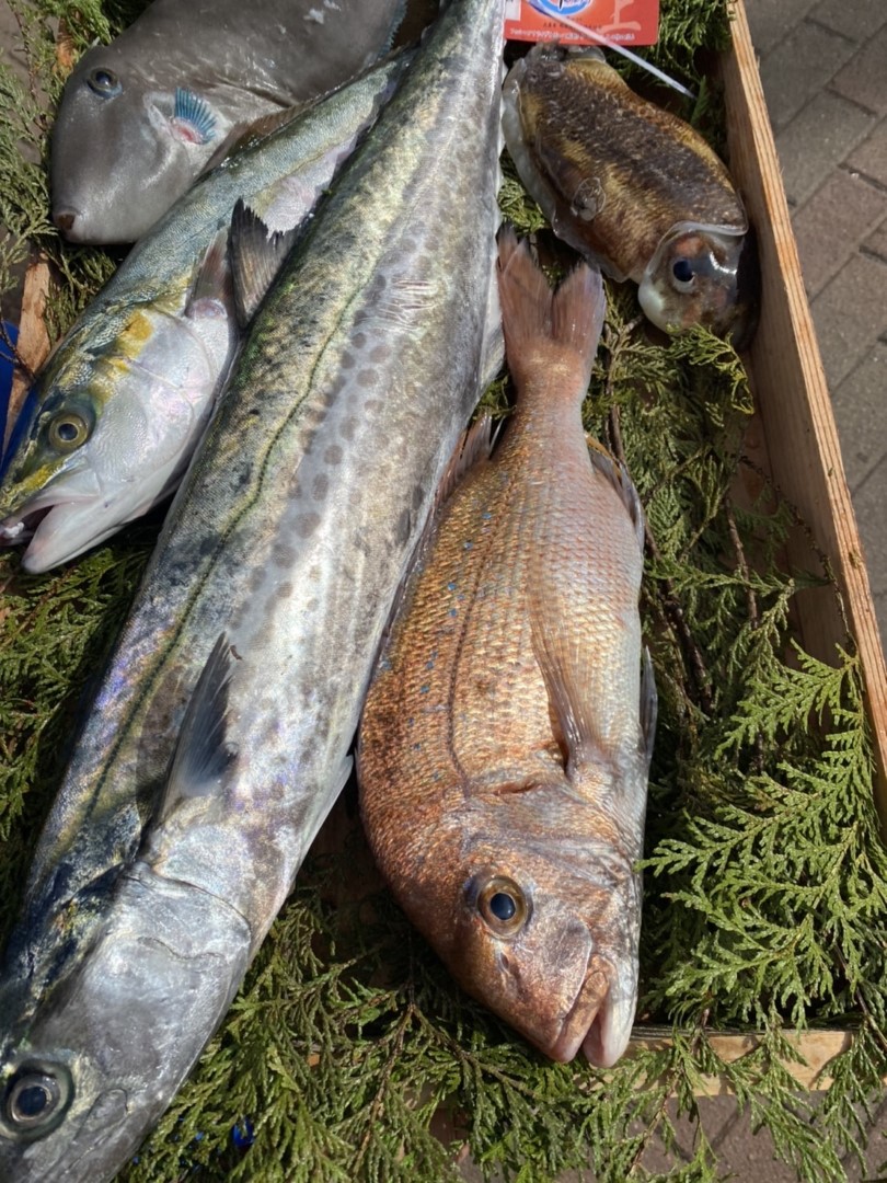 箱に入った魚5匹の縦画像