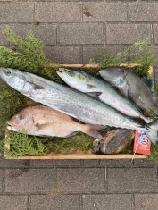 箱に入った魚5匹の横画像