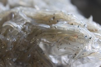 前浜で水揚されたばかりのちりめん
